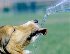 Вода для собак
